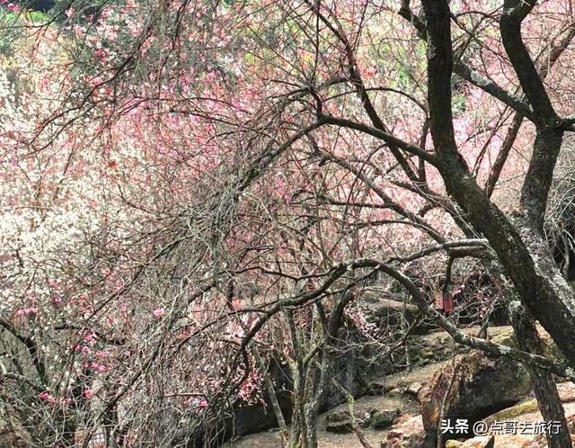 成都最大的山谷梅花开了，被称为蜀中第一赏梅胜地，却少人知道！