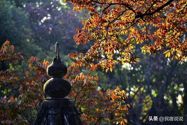 苏州居然还藏着一个“中国四大枫叶胜地”！