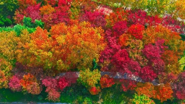 打卡限时浪漫，一键收藏隐珠街道最美秋色！