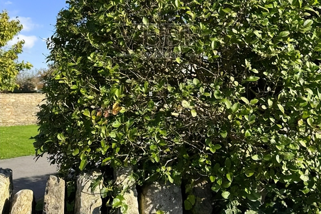 百年石墙，一树共生，香港石墙树与城市的百年对话