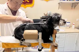 宠物看病可以中西医疗法选择？图片