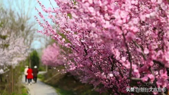 【乐享烟台】烟台福山两条专属路线！带爸妈邂逅自然与慢时光