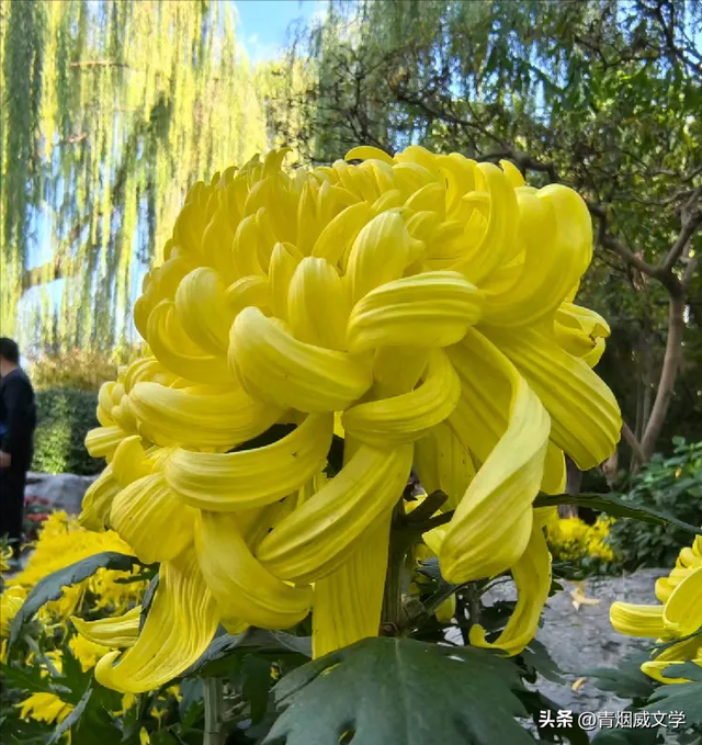 趵突菊韵 锦绣泉城