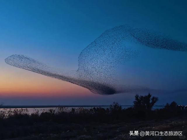【黄河口生态旅游区】这里不止有“鸟浪” ！