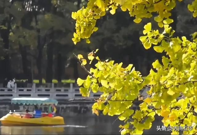 翠湖初秋：荷落莲生，静候十月斑斓