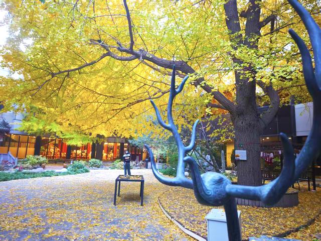 北京二环内的百年银杏树，号称最美银杏之窗，有人从台湾专程来看