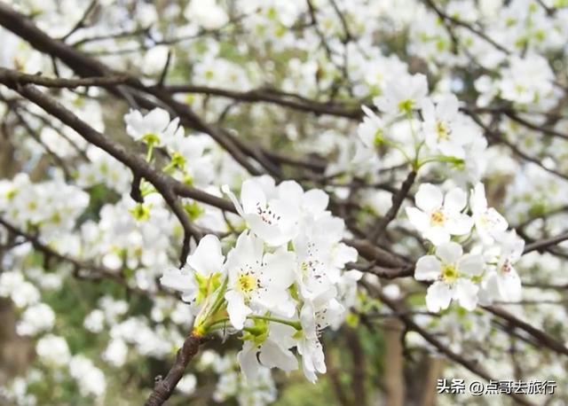 成都城区最佳赏花地，海棠如粉色瀑布、梨花素雅如雪，壮观惊艳！
