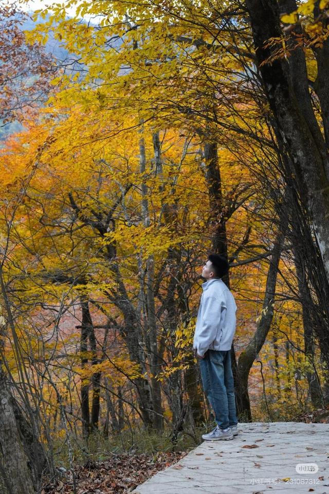 谁说秋日只有红？来龙头山，感受五彩鲜活的秋~