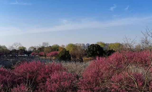 广元又一公园火了！370 余株梅花全绽放，公交可达还免费！