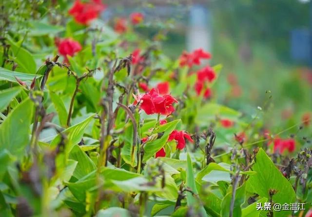 打开秋日温江，这样“梗”有料→