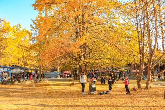 独木·野树·秋林——银杏三境记