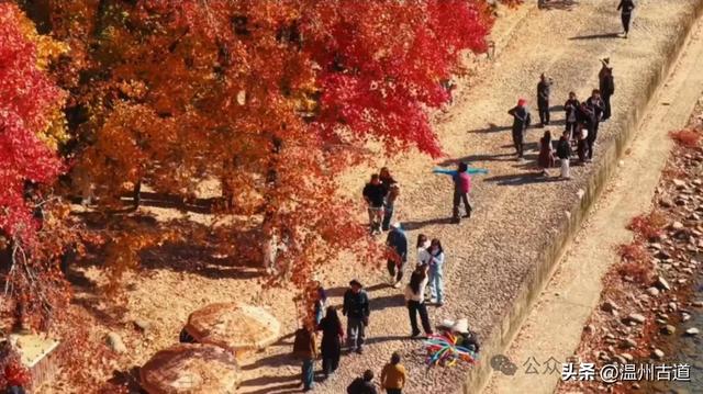 温州此处红枫古道枫红浓度已达100%!错过要落叶了!