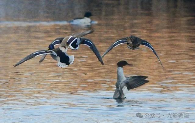 【冬天的野麻湾】阳关雪及野麻湾的飞鸟