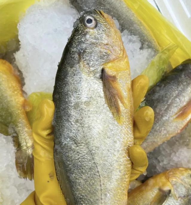 黄鱼与黄花鱼区别 2026年黄鱼和黄花鱼区别 黄鱼与黄花鱼区别 2026年黄鱼和黄花鱼区别