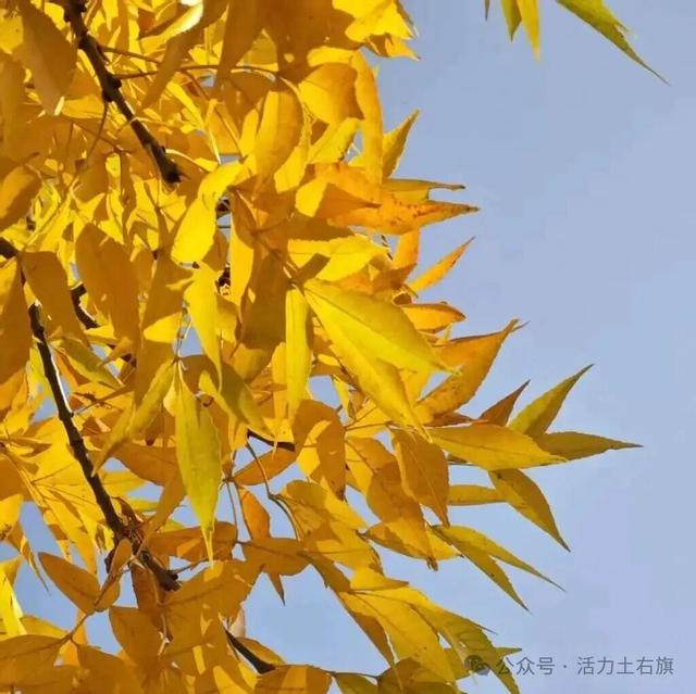 土右旗的秋天不用买，弯腰就能“捡”到治愈！