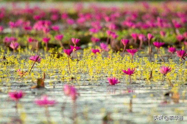 一期一会！泰国那空沙旺府万亩红莲盛开，邀游客共赏美景！