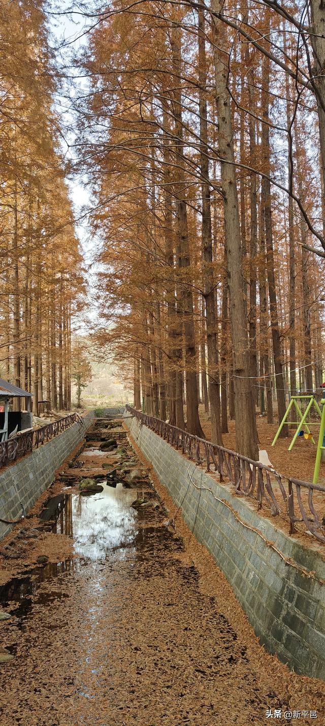 请到蒙山大洼来看“水杉落叶雨” 姜晓彬/图文