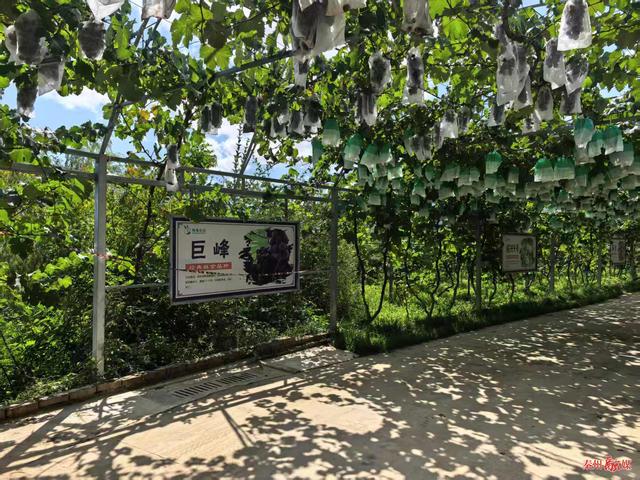 天水格瑞农场:打造沉浸式生态景观 提升服务迎"双节"客流