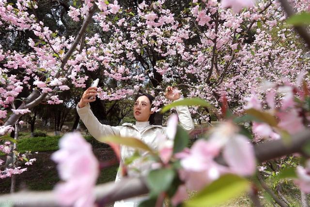 踏青赏花不负春光