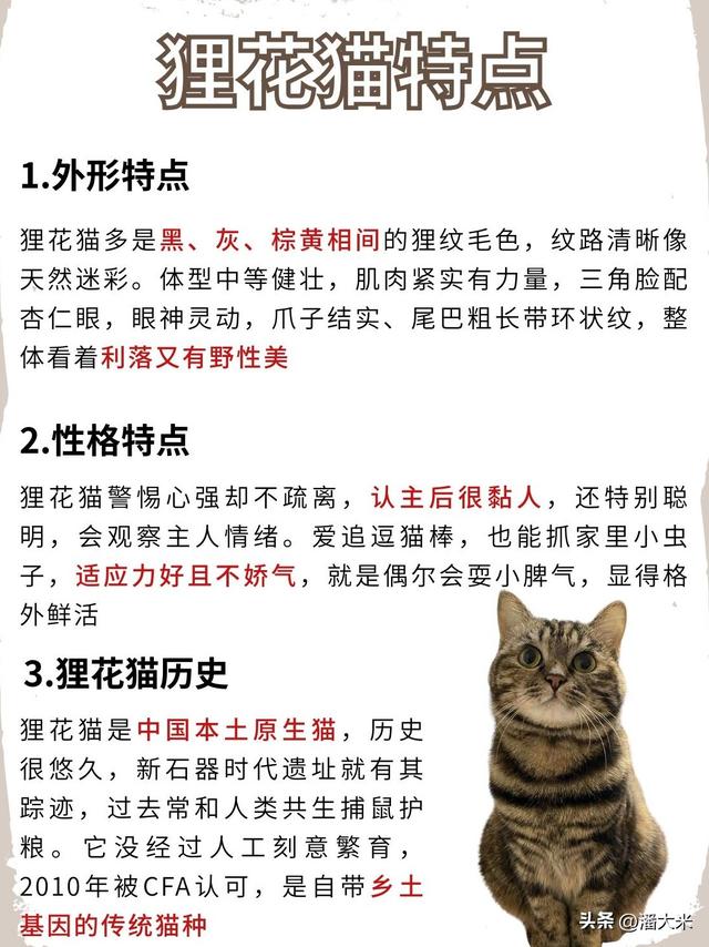 中华狸花猫深度科普：本土猫界“战神”，这些冷知识你肯定不知道