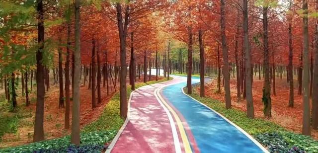 临沂「红杉」「红枫」浓度拉满，出片率100%