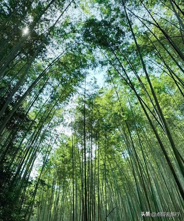 成都被低估的清凉胜地，徒步超舒服，大自然凉风阵阵，不要门票。