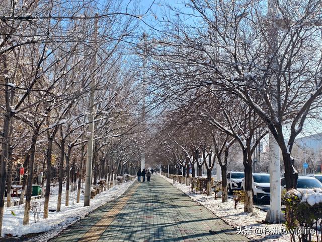 新疆乌鲁木齐红光山大佛寺