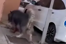 后续！大型犬撕咬主人新消息爆出，网友态度大反转：活该，咬的好图片