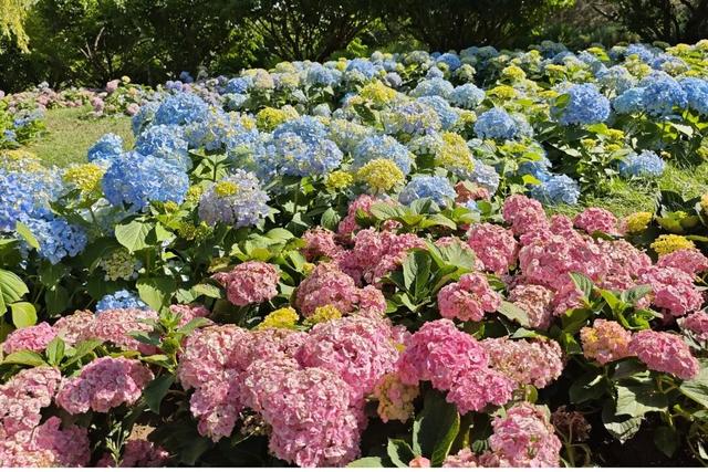 半日休闲游玩 | 牡丹+流苏+多巴胺花海，好拍到停不下来