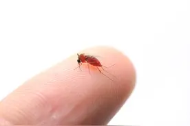 又到蚊虫叮咬的季节，关于蚊子的100种死法，赶紧码住图片