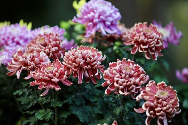 散文：采一朵金石山的菊，看一场山顶的风景