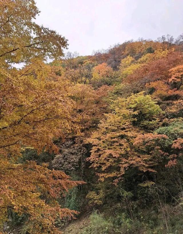 【美丽四川】秋日唐家河，闯入触手可及的油画世界‖柳红樱