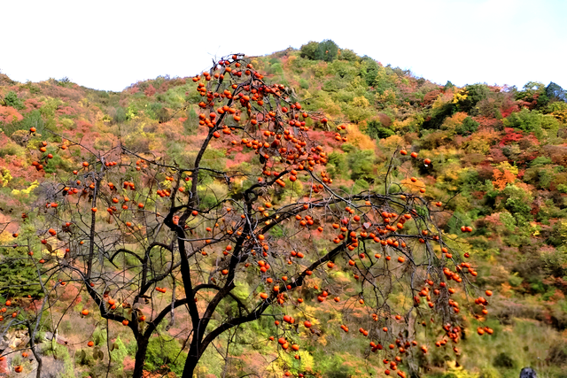 徽县大河店镇：层林尽染处 藏着最治愈的秋日时光