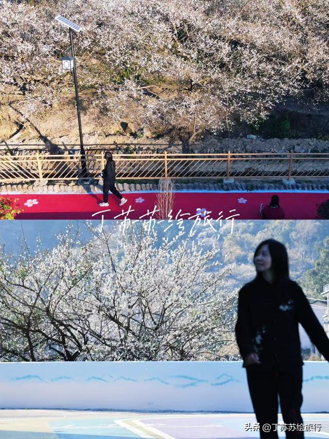 永泰赏梅花期最后10天新发现彩虹路 梅花道‼️穴利轻松游