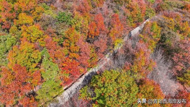 走不出这画了，我已被西海岸的秋景迷倒 🥹