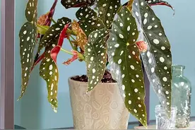 7种花，最适合客厅养，不用晒太阳，叶子比油画还漂亮图片