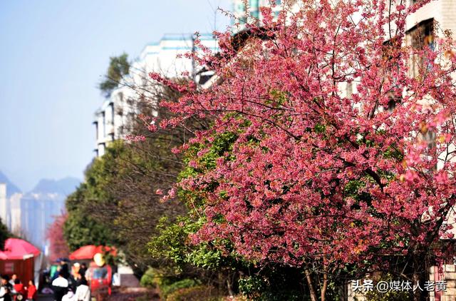 六盘水市水城河畔冬樱和梅花盛开鸟语花香引客来