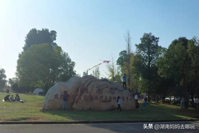 藏不住了！望城这片小众银杏秘境已到最佳观赏期，还能露营、骑行、摘果子