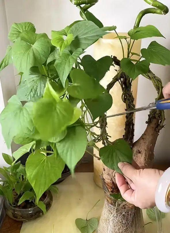 陕西一男子，晒“客厅红薯瀑布”走红，网友：我以为是塑料装饰品