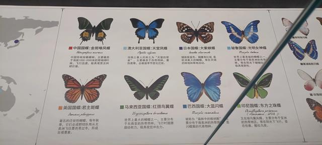 西安长安云昆虫展你来了吗