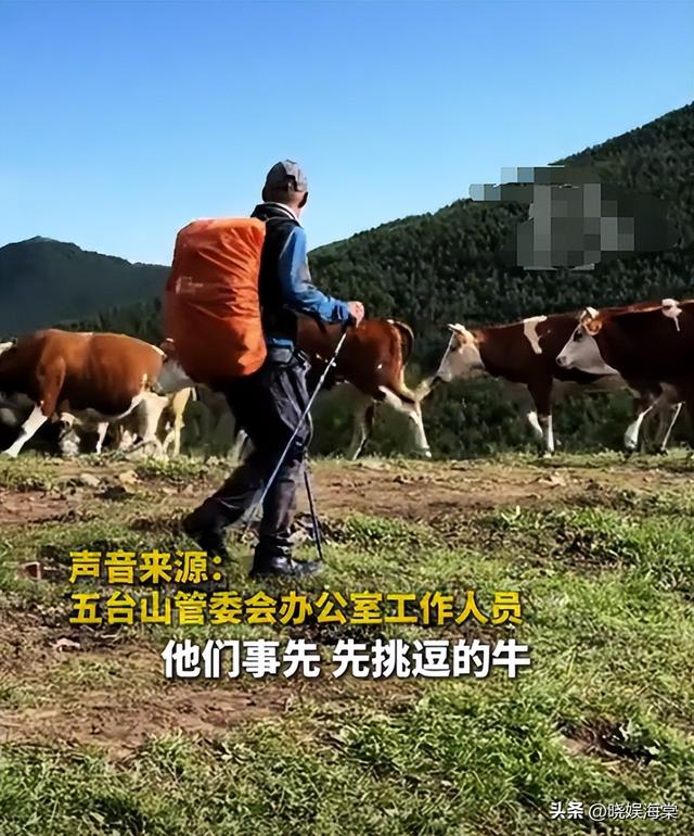 五台山游客被牛顶后：队友爆料，故意让狗挑逗小牛，当事人发声