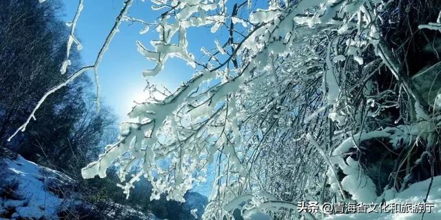 青海的冬天有多美？风裹着雪吻过河流，阳光在雪山尖写满温柔