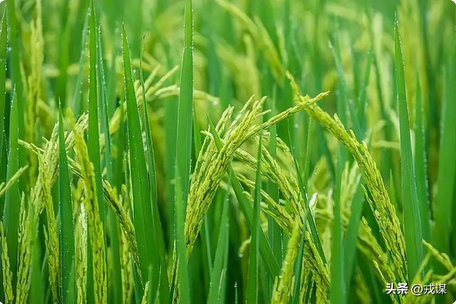 颠覆认知！庄稼渴不渴，竟看雨水“出身”，雨水来源错了就减产