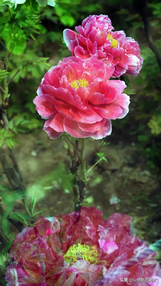 极美洛阳城牡丹迎春吐蕾绽放