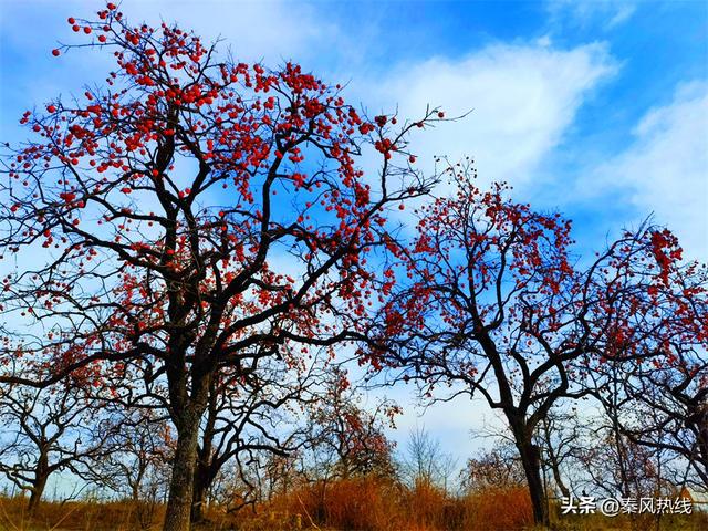 彬州市：多举措提升罗店村柿林观赏地游客满意度