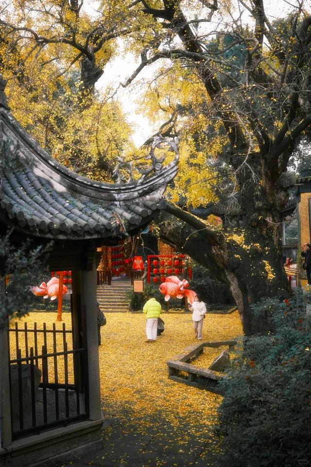 江苏“洪武银杏”变黄了，650年没结过果，但43年前却结出7粒白果