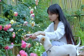 农村女孩李子柒：早年父母离异，她为何34岁仍未婚？图片