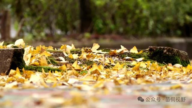 黄平旧州古镇银杏迎来最佳观赏期