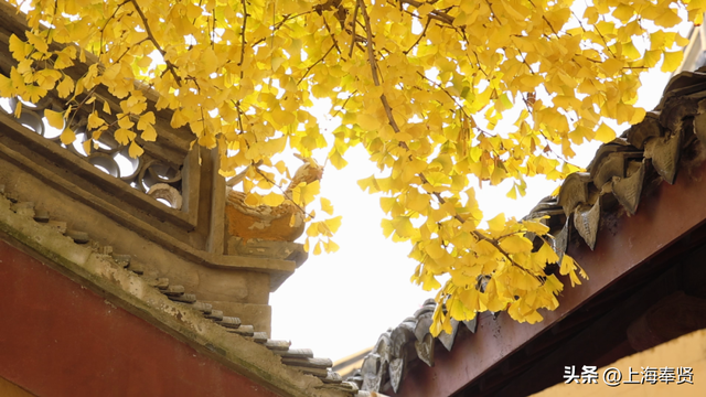 秋赴金汇！藏在古寺旁的800年银杏，每片叶子都藏着时光的故事