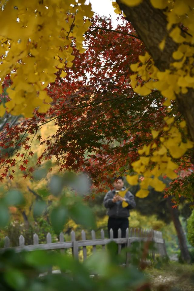 人在画中游！丰台花园秋色满园，错过再等一年，快来打卡~
